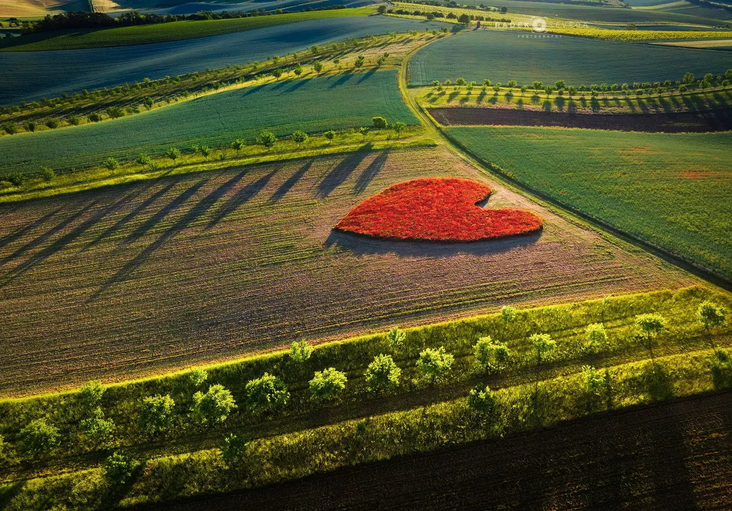 Srdce z vlčích máků v poli