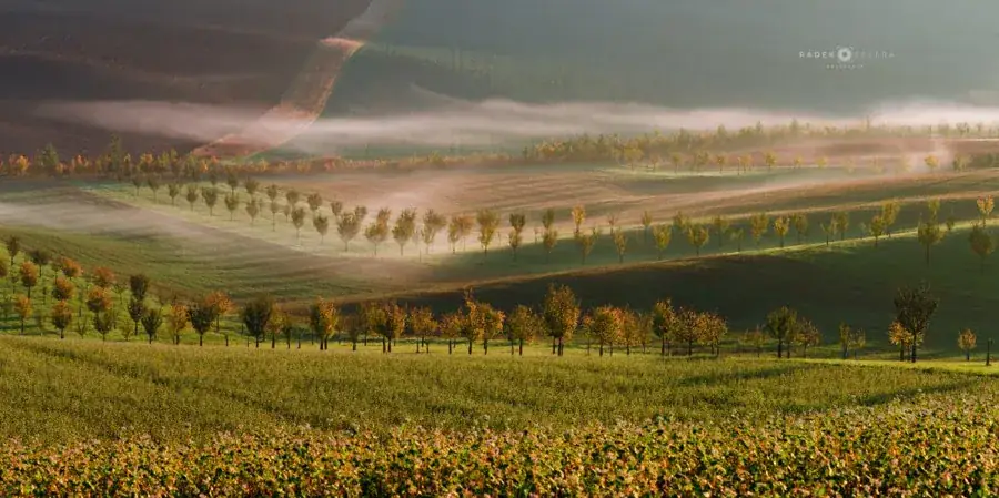 Panorama sadů v ranní mlze